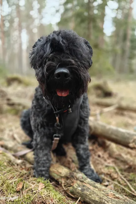 Kerttu koira