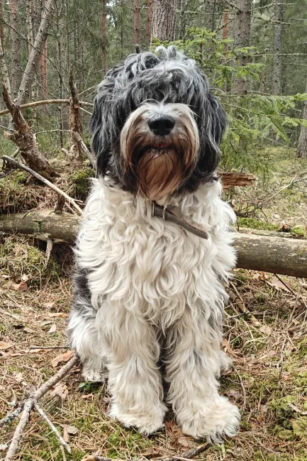 Timppa koira